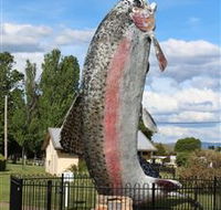 Big Trout - C Tourism