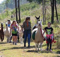 Ottaba Llamas - C Tourism