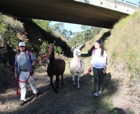 Ottaba Llamas - C Tourism 1