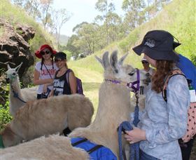 Ottaba Llamas - C Tourism 2