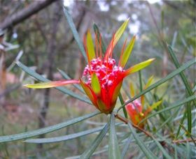 Glenbrook NSW C Tourism
