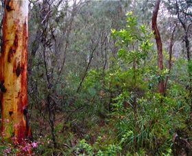 Glenbrook Native Plant Reserve And Nursery - C Tourism 2