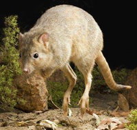 Kanyana Wildlife Rehabilitation Centre - C Tourism
