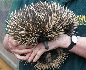 Kanyana Wildlife Rehabilitation Centre - C Tourism 2