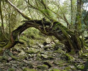 Mitchell River National Park - C Tourism 0