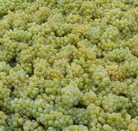 Normanby Wines - C Tourism