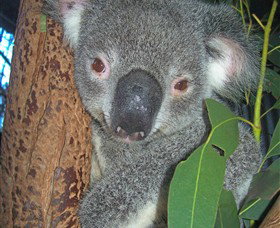 Hunter Valley Zoo - C Tourism 0