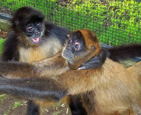 Hunter Valley Zoo - C Tourism 5