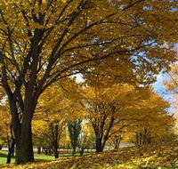 Centennial Park at Cooma - C Tourism