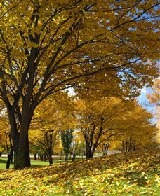 Centennial Park At Cooma - C Tourism 0