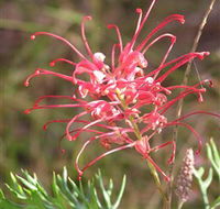 Wirrimbirra Sanctuary - C Tourism