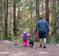 Olney State Forest - Watagan Mountains - C Tourism