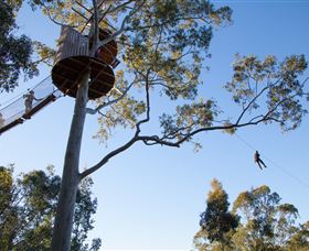 TreeTop Safari - C Tourism 3