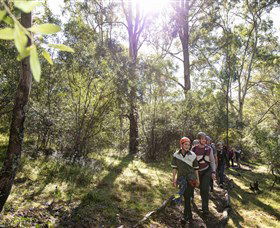 TreeTop Safari - C Tourism 4