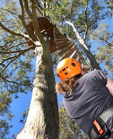 TreeTop Adventure Park Sydney - C Tourism 3