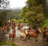 Glenworth Valley Horse Riding - C Tourism