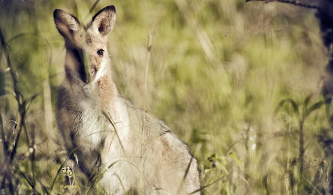 Richmond Range National Park - C Tourism 1