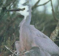 Jack Smith Lake State Game Reserve - C Tourism