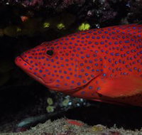 Maori Wrasse Bommie Dive Site - C Tourism