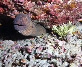 Anchor Bommie Dive Site - C Tourism 1