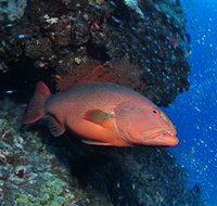 Anchor Bommie Dive Site - C Tourism
