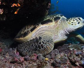 Anchor Bommie Dive Site - C Tourism 2