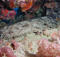 Lighthouse Bommies Dive Site - C Tourism