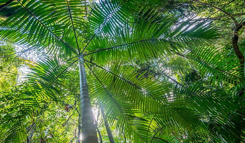 Palm Grove Nature Reserve - C Tourism 3