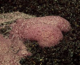 East Gippsland Wines - C Tourism 3