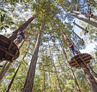 TreeTop Adventure Park Central Coast - C Tourism