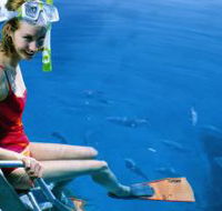 Roy Rufus Artificial Reef Dive Site - C Tourism