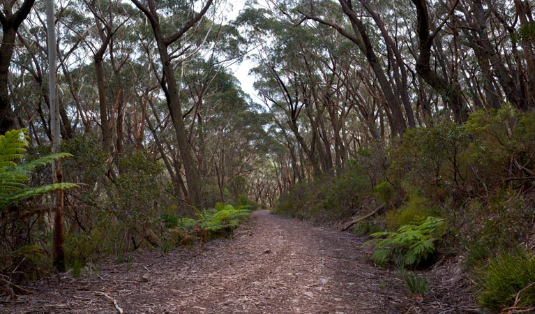 Yadboro NSW C Tourism