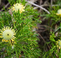Illawarra lookout walking track - C Tourism