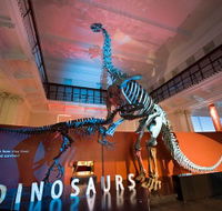 Australian Museum - C Tourism