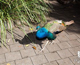 Blackbutt Reserve - C Tourism 6