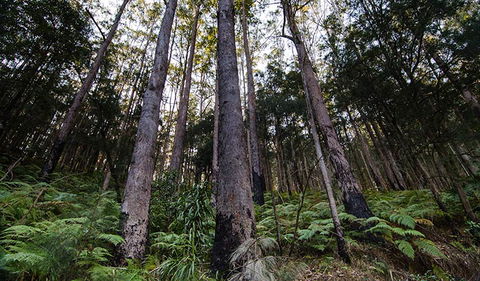 Hastings Forest Way Touring Route - C Tourism 2