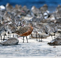 Cooloola Nature - C Tourism