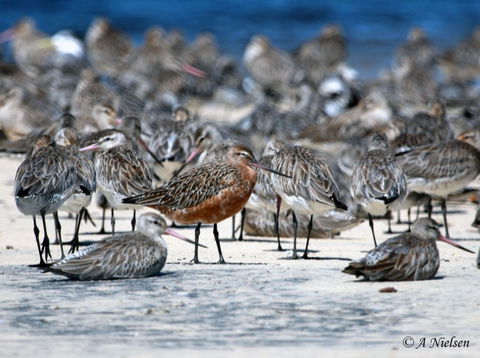 Cooloola Nature - C Tourism 0