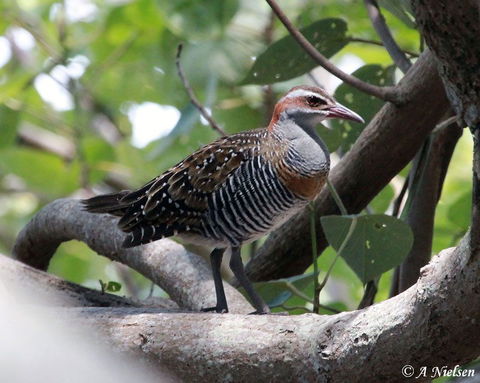 Cooloola Nature - C Tourism 1