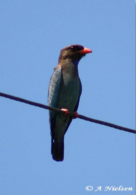 Cooloola Nature - C Tourism 2