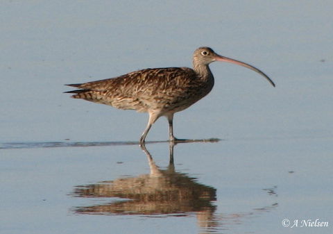 Cooloola Nature - C Tourism 3