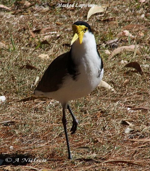 Cooloola Nature - C Tourism 6