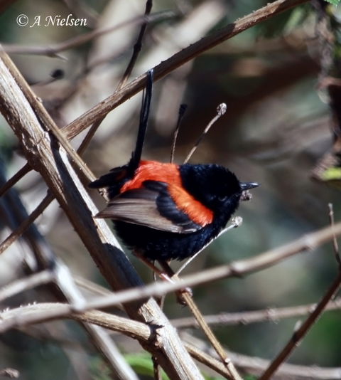 Cooloola Nature - C Tourism 7