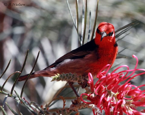 Cooloola Nature - C Tourism 9