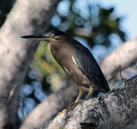 Cooloola Nature - C Tourism 10