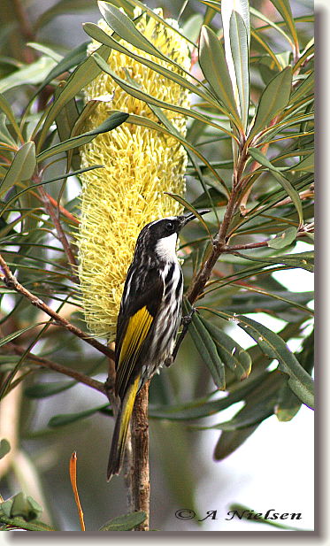 Cooloola Nature - C Tourism 11