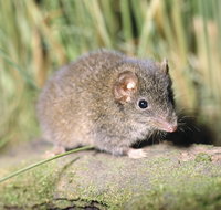 Munmorah State Conservation Area - C Tourism