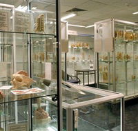 Museum of Human Disease - C Tourism