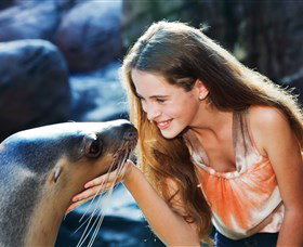 Sea Life Sunshine Coast - C Tourism 1
