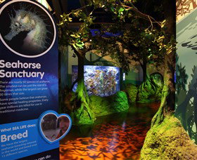Sea Life Sunshine Coast - C Tourism 3